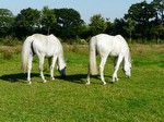 Les deux grises goûtent aux joies de la verte Normandie